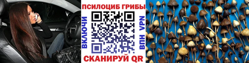 купить  сайты  Гвардейск  Псилоцибиновые грибы Psilocybe 